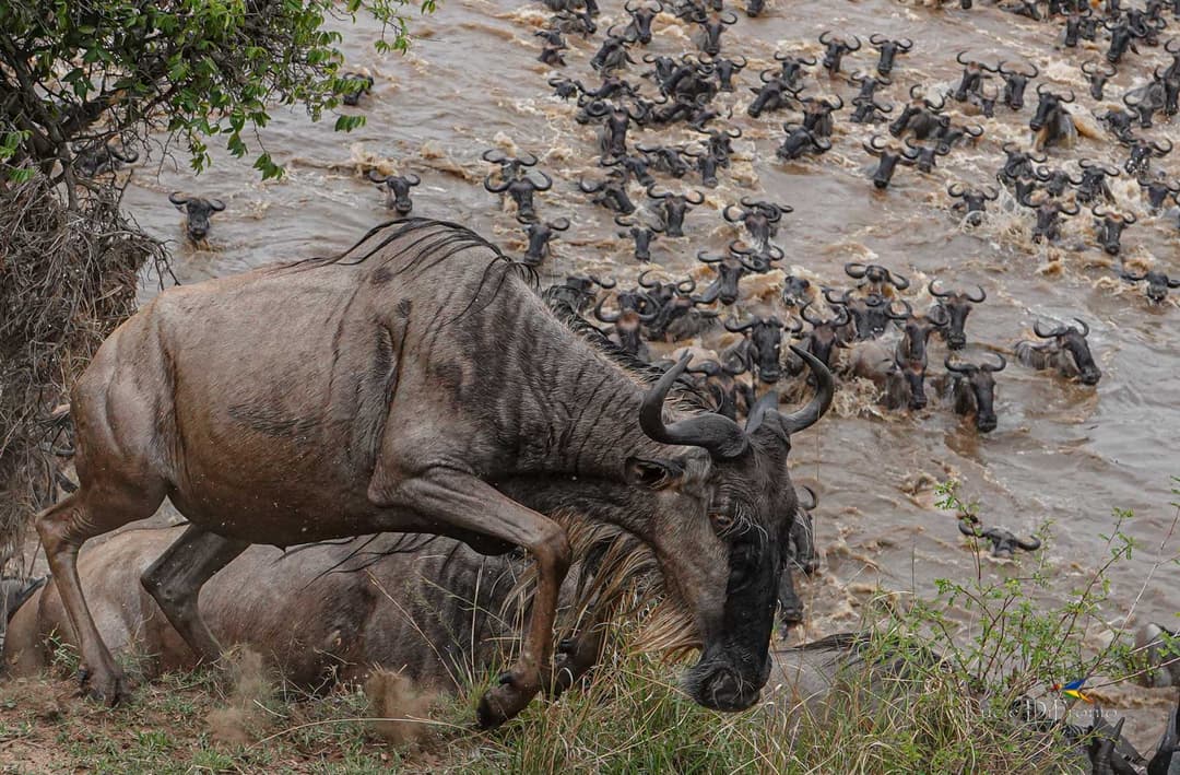 tanzania