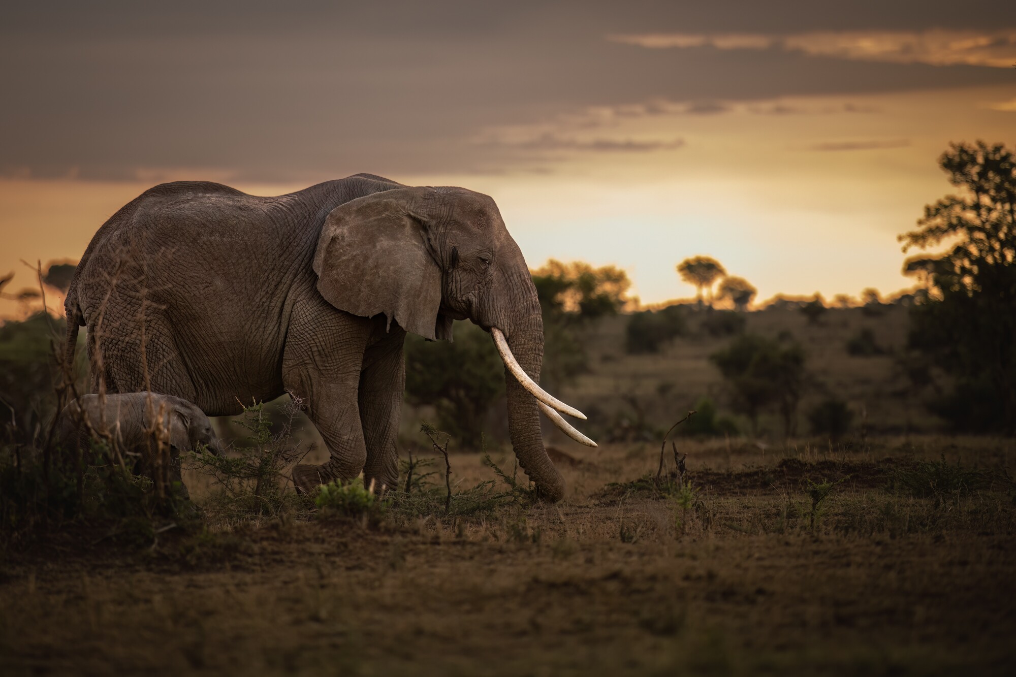 Amboseli National Park