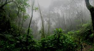 Borneo Rainforest
