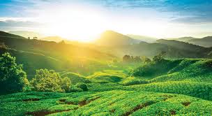 Cameron Highlands
