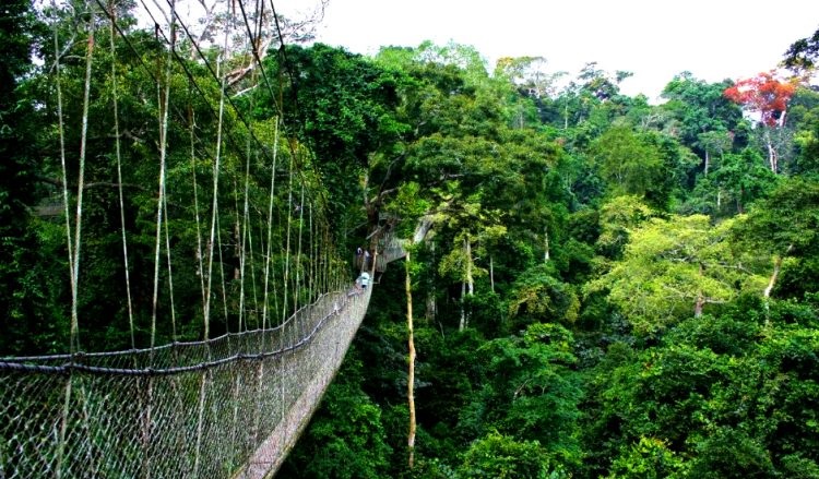 Nyungwe Forest