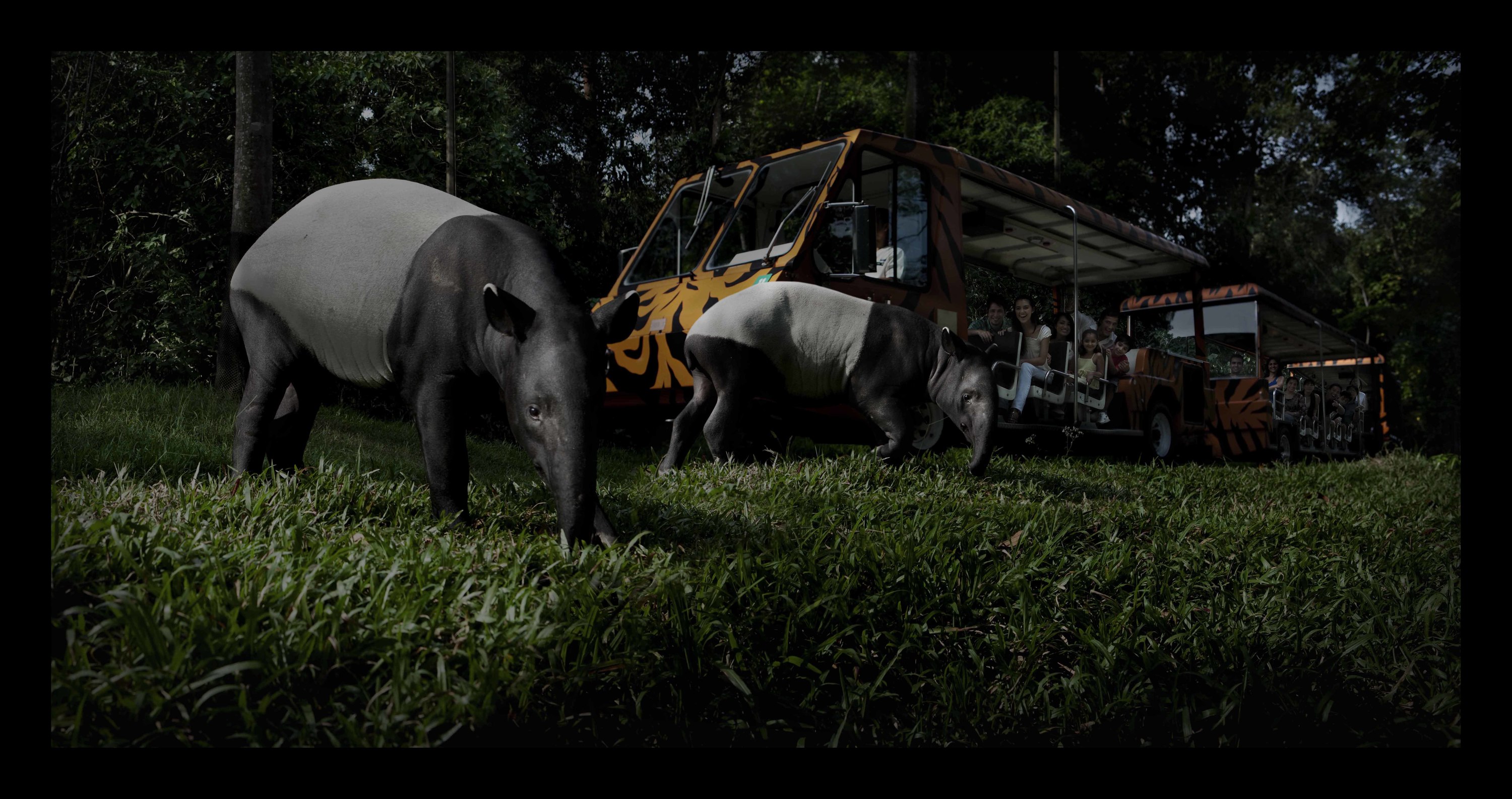 Singapore Zoo & Night Safari